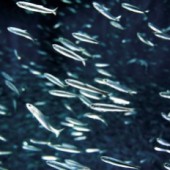 Ưu điểm của Collagen chiết xuất từ cá